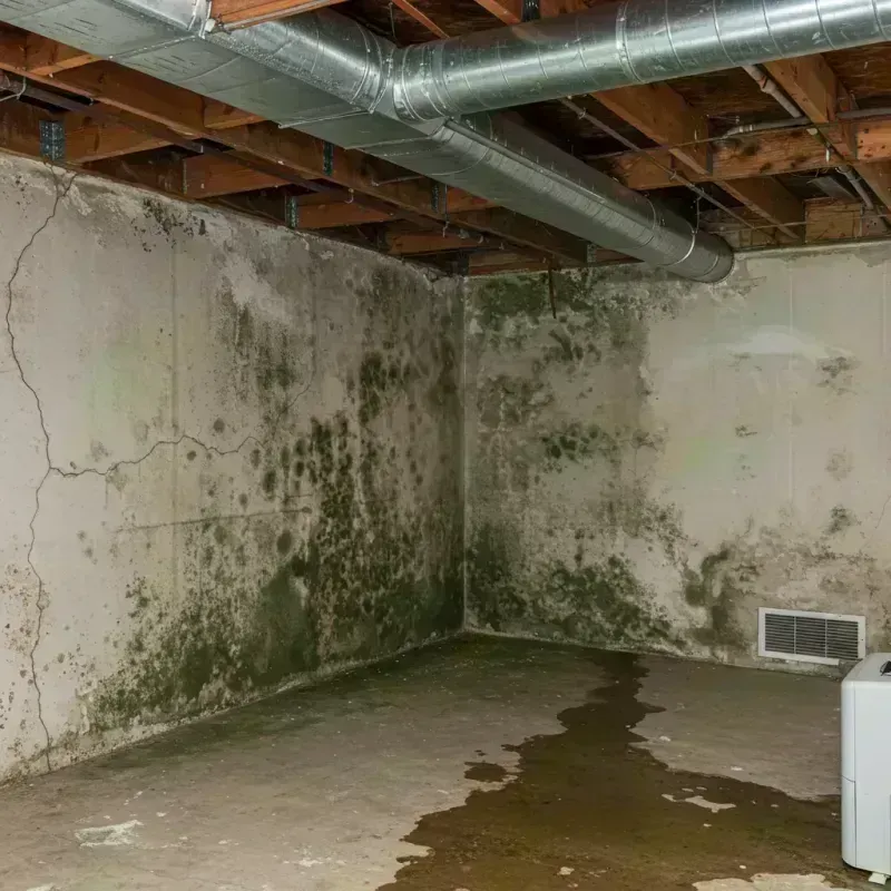 Professional Mold Removal in Fircrest, WA